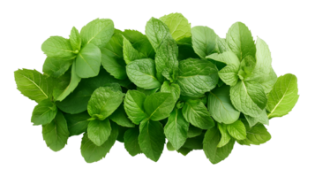 Fresh Mint Leaves A Versatile Herb for Cooking and Health, Isolated on Transparent Background, High-Resolution Stock Image png