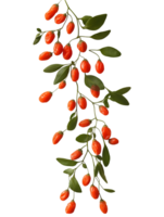Goji Berries - Superfood Wolfberries, Lycium Barbarum Antioxidant Red Berries, Branch with Leaves, Isolated on Transparent Background High-Resolution Stock Photo png