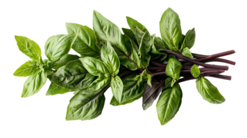 Fresh basil leaves with vibrant green color and rich texture, perfect for culinary use and garnishing dishes. This aromatic herb adds flavor and freshness to various recipes png