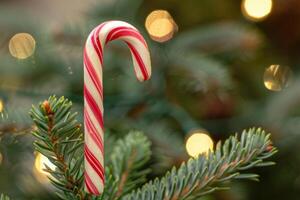 Festive candy cane and christmas tree branches photo