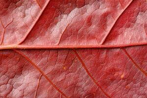 Vibrant red leaf texture with intricate patterns photo