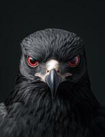 Fierce black eagle with piercing red eyes photo