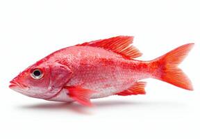 Vibrant red fish with striking scales photo