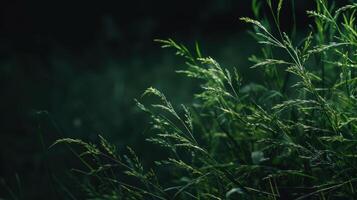Lush green grass with blades swaying in the wind photo