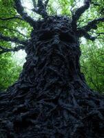 Twisted and gnarled tree trunk in lush forest photo