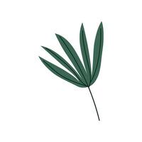 Tropical Palm Split Leaf, Botanical Design Element Illustration vector