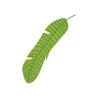 Exotic Tropical Banana Palm Leaf, Botanical Design Element Illustration vector