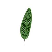 Tropical Palm Tree Leaf, Green Botanical Design Element Illustration vector