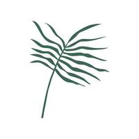 Tropical Palm Leaf, Green Botanical Design Element Illustration vector