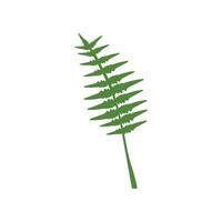 Exotic Tropical Feathery Palm Leaf, Botanical Design Element Illustration vector