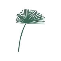 Exotic Talipot Palm Tree Leaf, Botanical Design Element Illustration vector