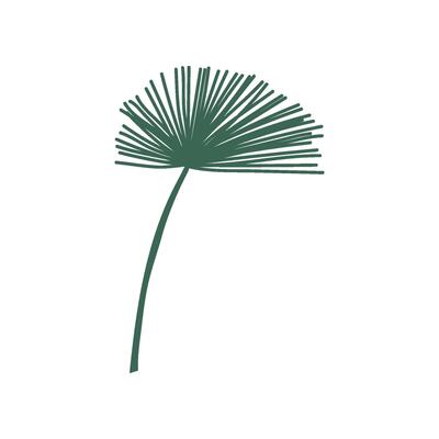 Exotic Talipot Palm Tree Leaf, Botanical Design Element Illustration