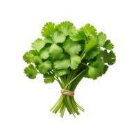 Green fresh coriander leaf on transparent background png