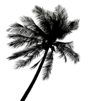 silhouette palm tree transparent background png