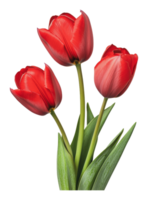 Red tulips in a simple display png