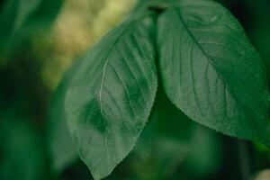 A close up photograph of green leaves photo