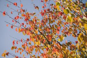 Autumn leaves of a tree, photograph of nature photo