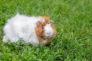 A small guinea pig walks on the grass in the summer. Natural animal feed. The danger of tick infection photo