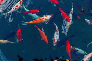 vibrant koi fish gracefully swimming in an array of colors, creating a stunning and calming scene photo