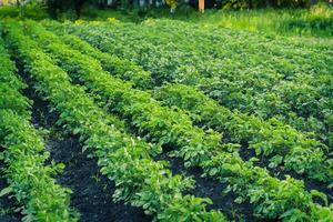 Green potato bushes until flowering. Beautiful processed potato fields in summer. Two-week potato sprouts on bed. photo