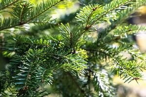 sunlit branches of the fir tree are captured in a beautiful close-up shot, showcasing their intricate details and textures photo