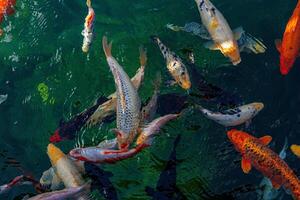 The lively, vibrant koi fish elegantly move through the tranquil waters of the pond, creating a beautiful and enchanting sight photo