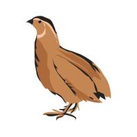 codornices which is translated as Common quail hand drawn flat design cartoon illustration vector
