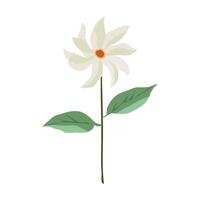parijat which is translated as Night-flowering Jasmine, Shiuli flower or hengra bubar vector