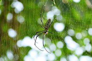 A spider is in a spider's web made on a tree in a park photo