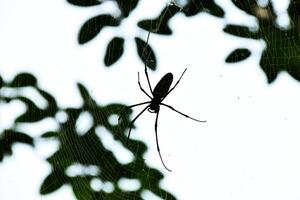 A spider is in a spider's web made on a tree in a park photo