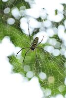 A spider is in a spider's web made on a tree in a park photo