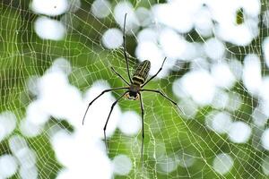 A spider is in a spider's web made on a tree in a park photo