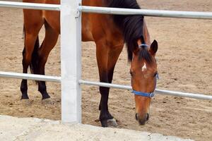 An Indonesian horse with a brownish color is scavenging for food photo