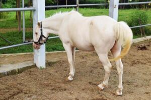 An Indonesian horse with a white color is scavenging for food photo
