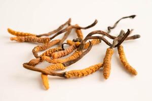 Cordyceps sinensis or Ophiocordyceps sinensis isolated on white background, mushroom herb treatment medicine. photo