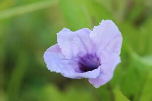 purple flowers with blur background photo