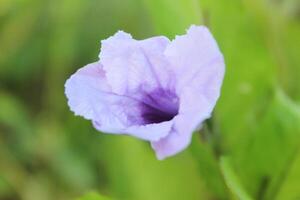 purple flowers with blur background photo