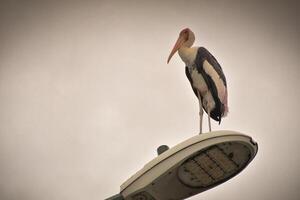 A tall stork with long legs and a bright orange beak stands on a rusted pole in Kuala Lumpur with pink and black feathers catch the light against a pastel sky that creating a calm and charming scene. photo