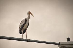 A large stork with long legs with an orange beak and pink and black feathers perches on a metal pole in the Kuala Lumpur neighborhood against a soft sky background thus creating a striking silhouette. photo