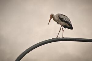 A tall stork with long legs and a bright orange beak stands on a rusted pole in Kuala Lumpur with pink and black feathers catch the light against a pastel sky that creating a calm and charming scene. photo