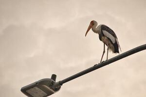 A large stork with long legs with an orange beak and pink and black feathers perches on a metal pole in the Kuala Lumpur neighborhood against a soft sky background thus creating a striking silhouette. photo