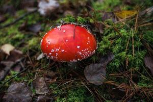 Amanita muscari. Toxic and hallucinogen beautiful red-headed mushroom Fly Agaric in grass on autumn forest background. source of the psycho-active drug Muscarine photo