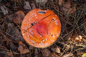 Amanita muscari. Toxic and hallucinogen beautiful red-headed mushroom Fly Agaric in grass on autumn forest background. source of the psycho-active drug Muscarine photo