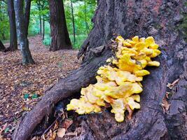 Large tinder fungus mushroom on tree trunk in park photo