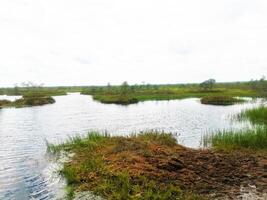 A swamp with a lake, moss, grass and trees photo