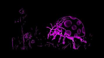 Neon frame effect, Ladybug on black background video