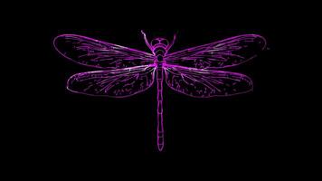 Neon frame effect, Dragonfly on black background video