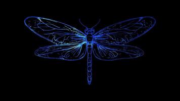 Neon frame effect, Dragonfly on black background video