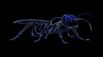 Neon frame effect, Ant on black background video