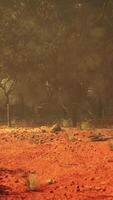 A Majestic Fusion of Red Earth and Towering Trees in the Australian Bush video